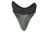 Serrated, Fossil Megalodon Tooth - North Carolina #274003-1